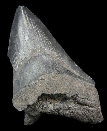 Partial Megalodon Tooth - Georgia #45082
